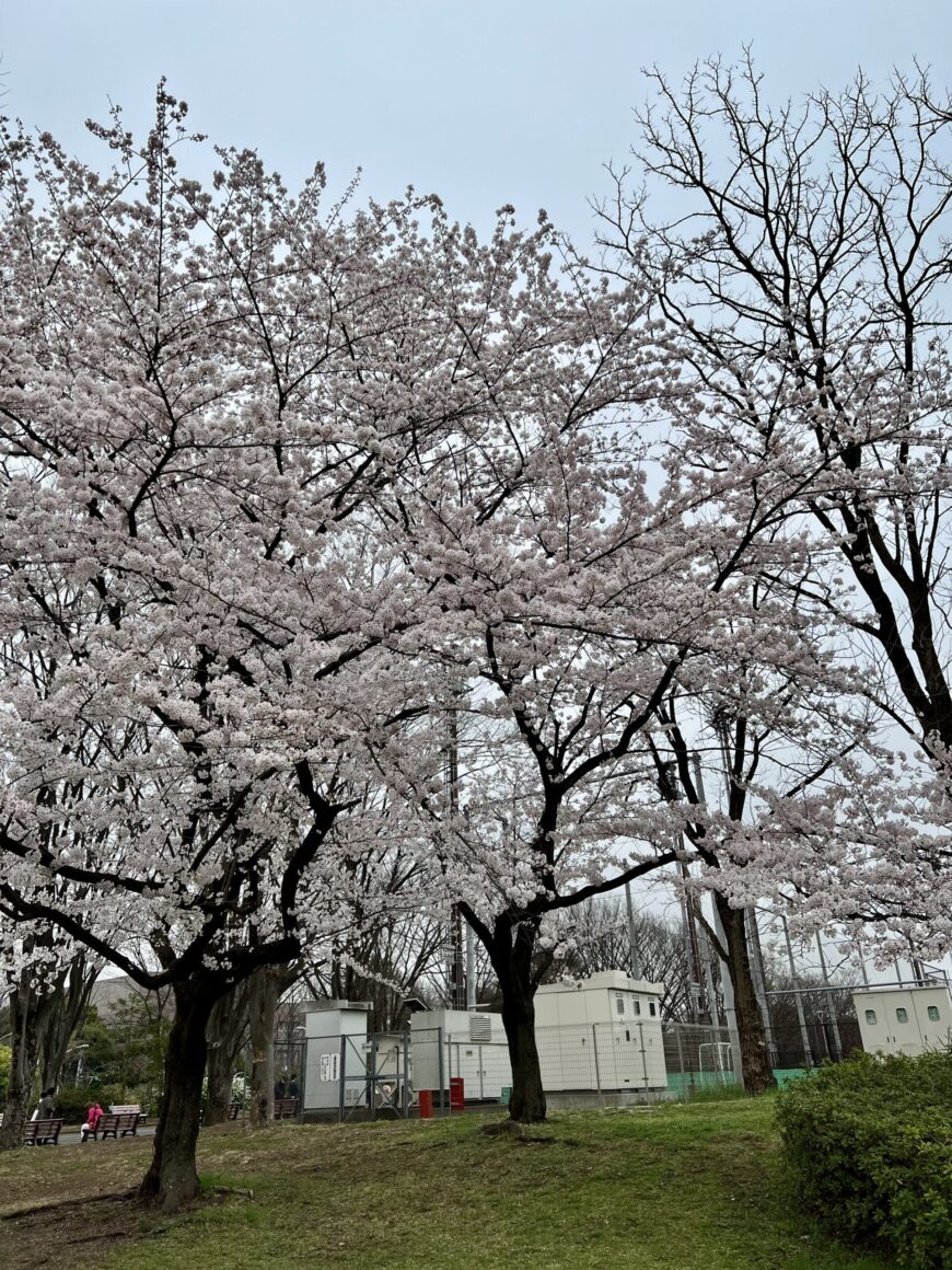 さくら